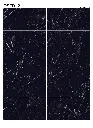 NERO MARQUINA ROYAL (10F RANDOM) 60X120 RECT SUPER PULIDO.webp